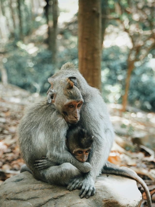 Animais sentem ciúmes como os seres humanos? Entenda