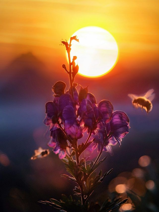 O que acontecerá com o Sol no futuro?