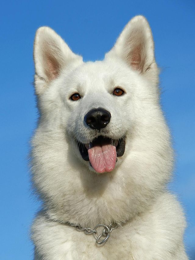 Cães são melhores amigos do homem há mais tempo do que imaginávamos