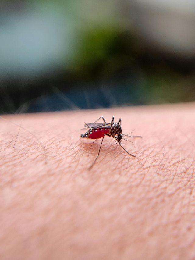 Dengue: entenda por que circulação do sorotipo 3 preocupa