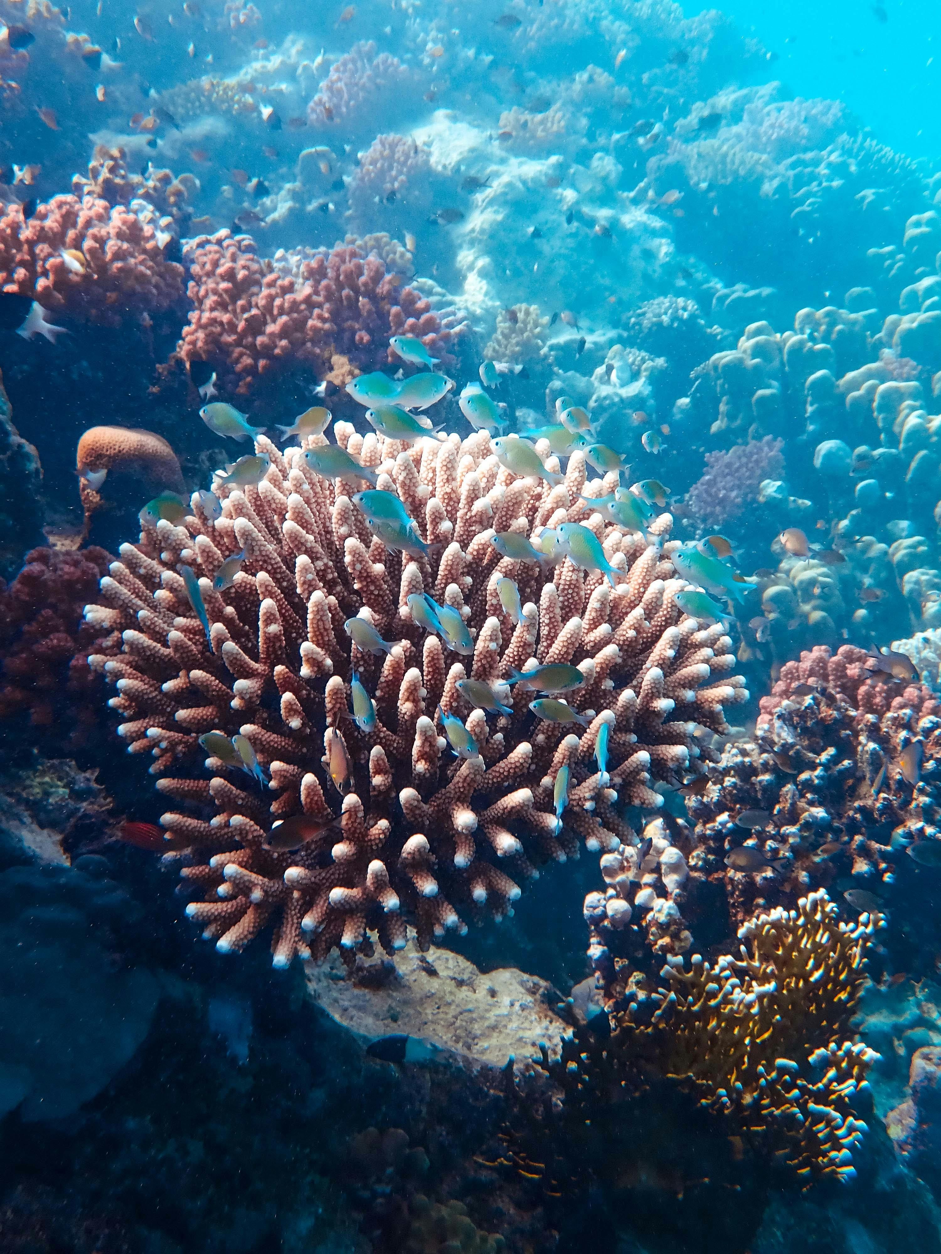 Estudo descobre coral que se move como água-viva