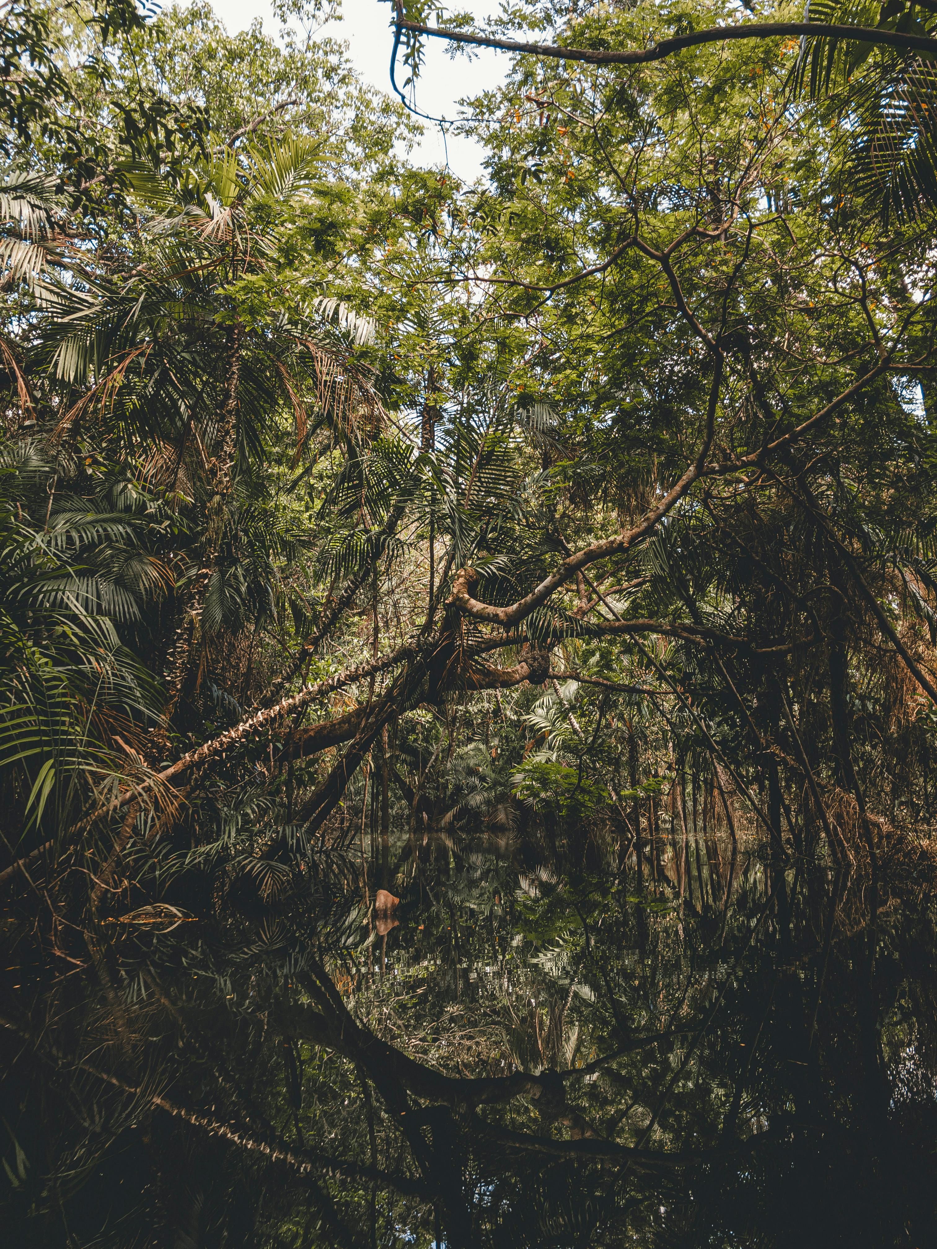 COP30 em Belém: entenda o papel do Brasil e da Amazônia na agenda climática