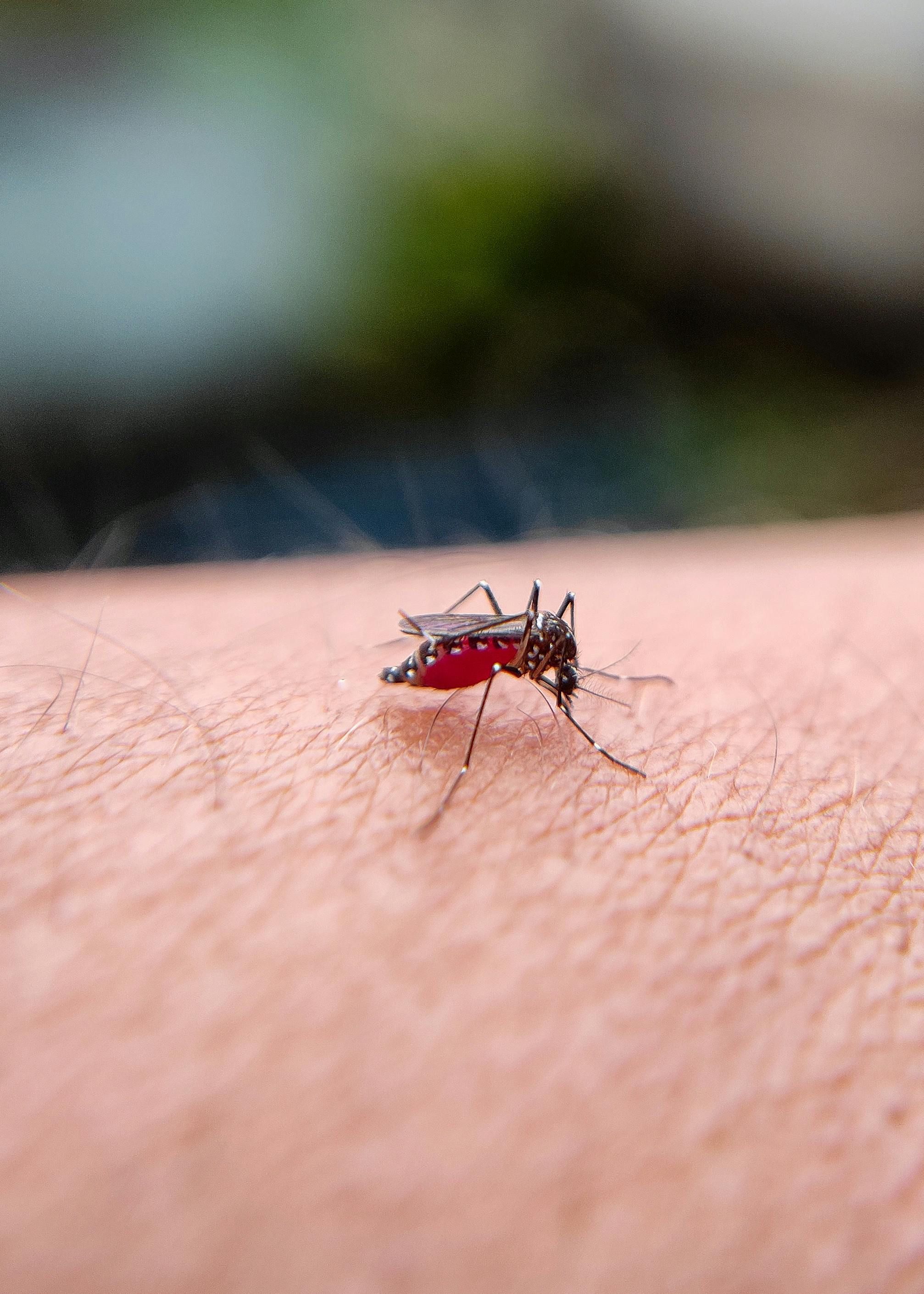 Dengue: pesquisadores desenvolvem nova tecnologia para controlar mosquitos