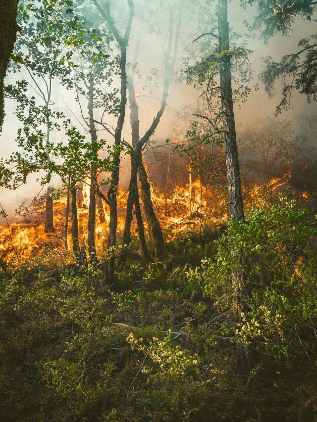 COP 30: o que os cientistas dizem sobre o momento climático global