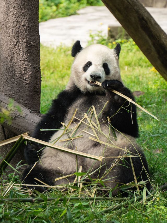 Por que pandas comem bambu mesmo tendo “intestinos carnívoros”?